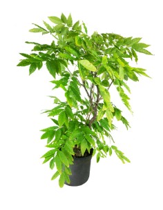 Wisteria Floribunda |...