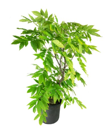Wisteria Floribunda | Glicine...