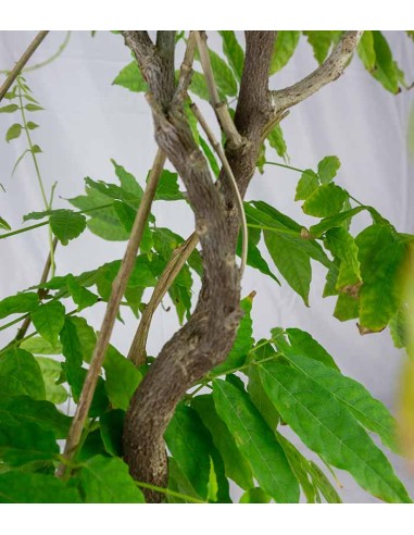 Wisteria Floribunda | Glicine...