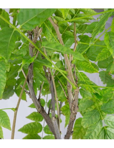 Wisteria Floribunda | Glicine...