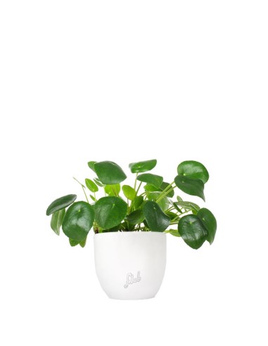 Pianta delle monete | Pilea