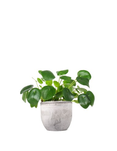 Pianta delle monete | Pilea