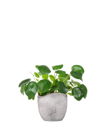 Pianta delle monete | Pilea