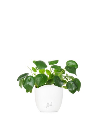 Pianta delle monete | Pilea