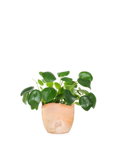 Pianta delle monete | Pilea