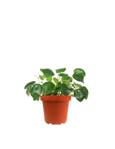 Pianta delle monete | Pilea