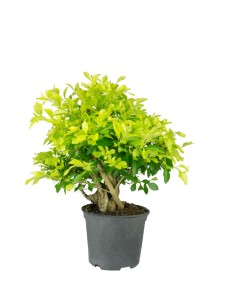 Duranta repens | Esemplare...