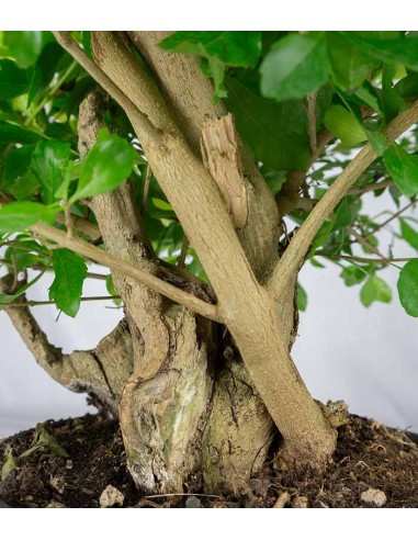 Duranta repens | Esemplare 14 anni
