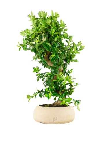 Pyracantha bonsai 15 anni