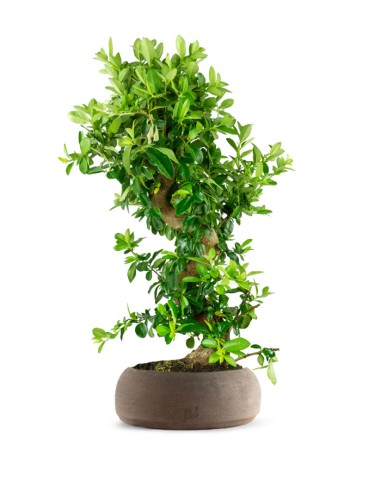 Pyracantha bonsai 15 anni
