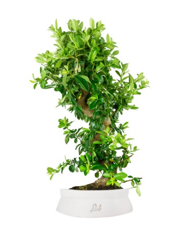 Pyracantha bonsai 15 anni