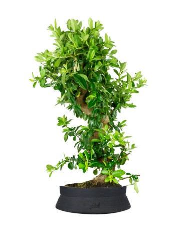 Pyracantha bonsai 15 anni