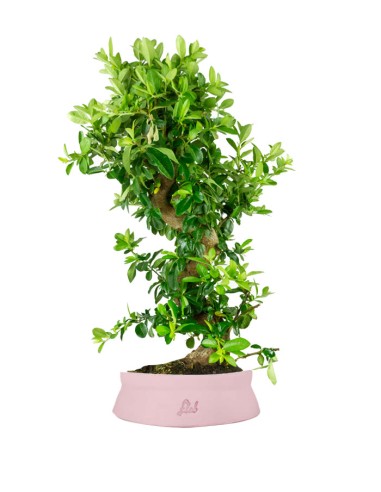 Pyracantha bonsai 15 anni