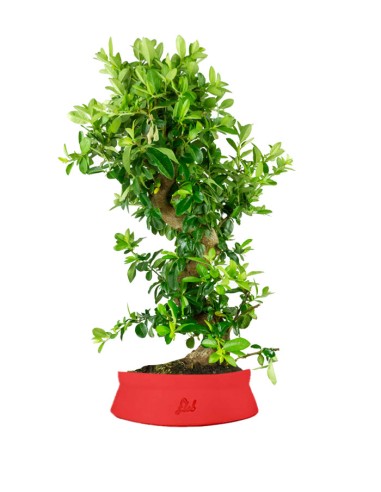 Pyracantha bonsai 15 anni