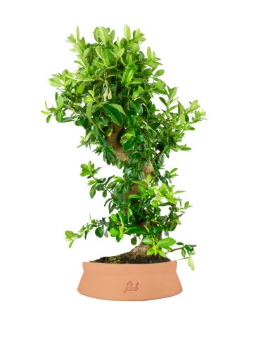 Pyracantha bonsai 15 anni