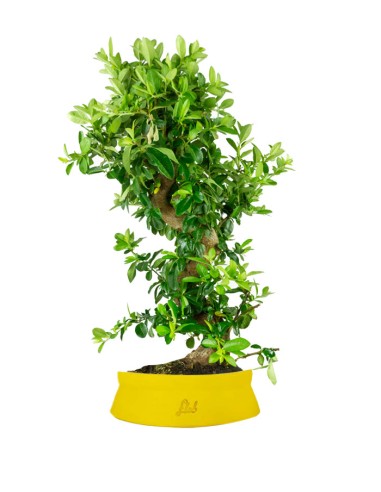 Pyracantha bonsai 15 anni