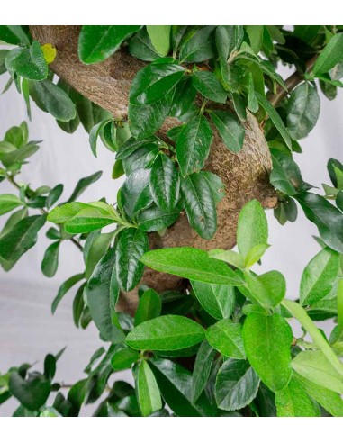 Pyracantha bonsai 15 anni