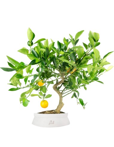 Citrus Kumquat bonsai 12 anni