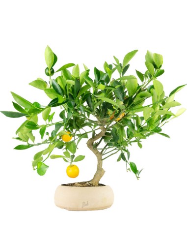 Citrus Kumquat bonsai 12 anni