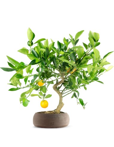 Citrus Kumquat bonsai 12 anni