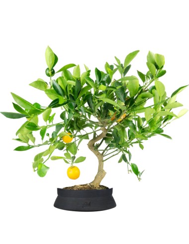 Citrus Kumquat bonsai 12 anni