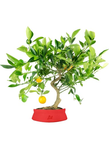 Citrus Kumquat bonsai 12 anni