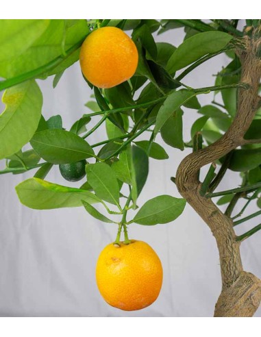 Citrus Kumquat bonsai 12 anni