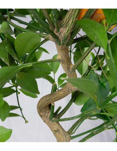 Citrus Kumquat bonsai 12 anni