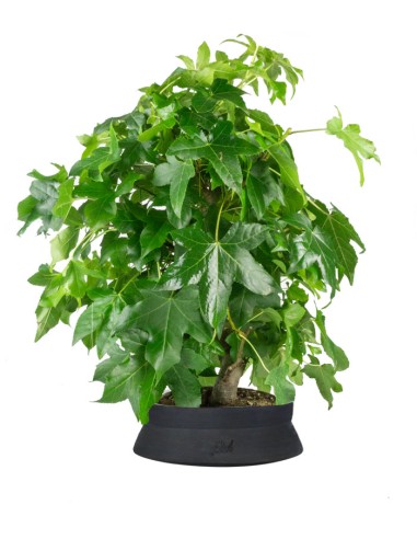 Liquidambar formosana | Bonsai 10 anni