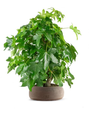 Liquidambar formosana | Bonsai 10 anni