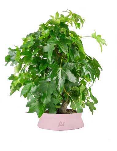 Liquidambar formosana | Bonsai 10 anni