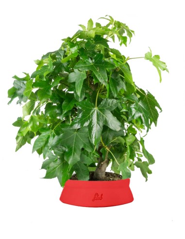 Liquidambar formosana | Bonsai 10 anni