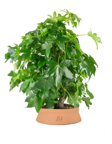 Liquidambar formosana | Bonsai 10 anni