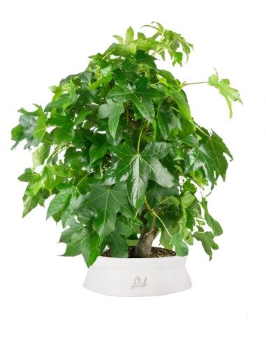Liquidambar formosana | Bonsai 10 anni