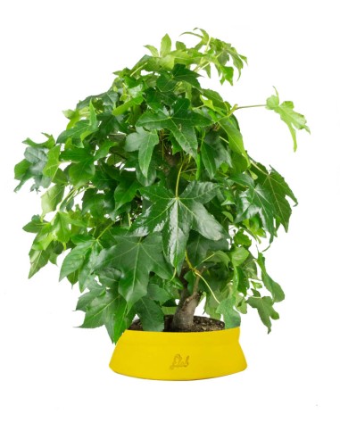 Liquidambar formosana | Bonsai 10 anni