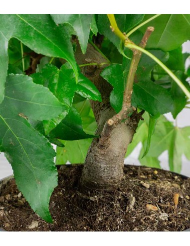 Liquidambar formosana | Bonsai 10 anni