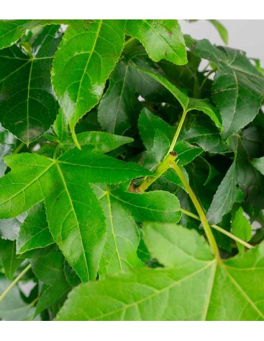 Liquidambar formosana | Bonsai 10 anni