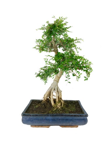 Zelkova bonsai esemplare | 19 anni