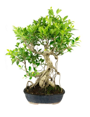 Ficus retusa 29 anni esemplare
