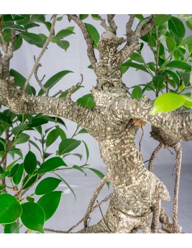 Ficus retusa 29 anni esemplare