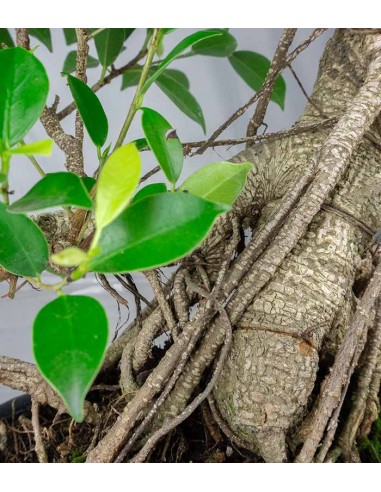 Ficus retusa 29 anni esemplare