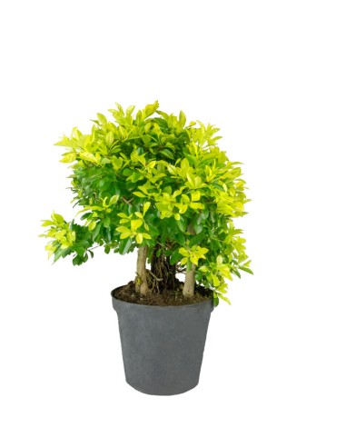 Duranta repens | Esemplare 15 anni