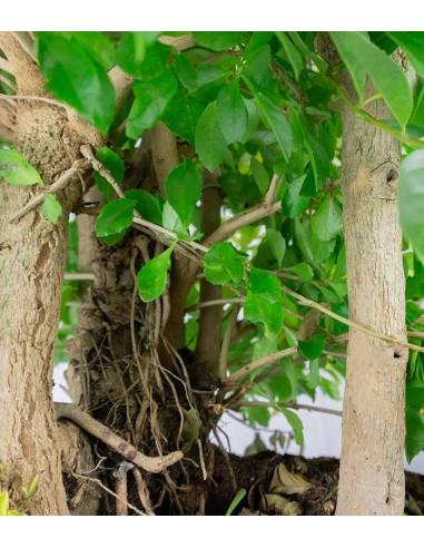 Duranta repens | Esemplare 15 anni
