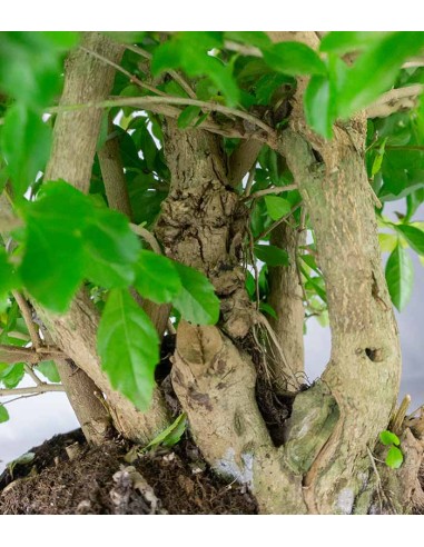Duranta repens | Esemplare 14 anni