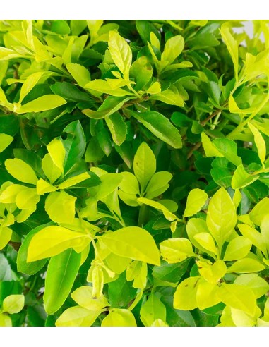 Duranta repens | Esemplare 14 anni