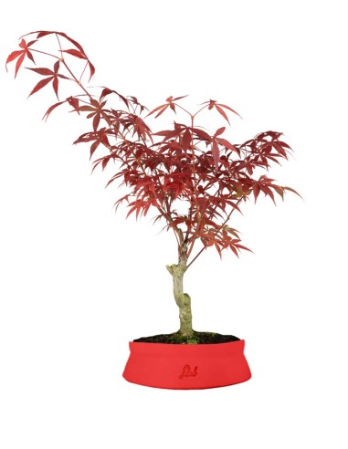 Acero Rosso XL