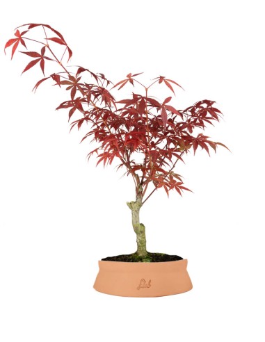 Acero Rosso XL