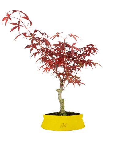 Acero Rosso XL