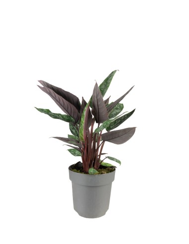 Apoballis acuminatissima