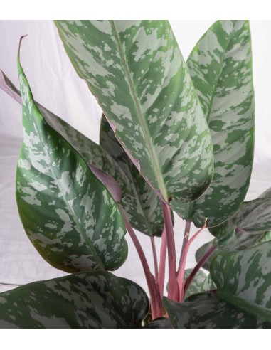 Apoballis acuminatissima
